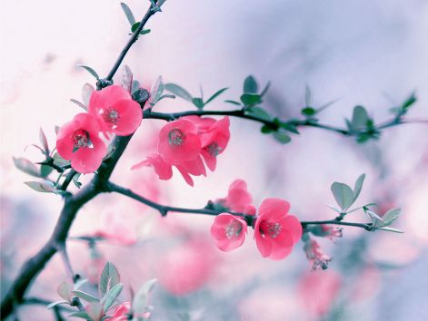pink-blossom-flowers-spring.jpg