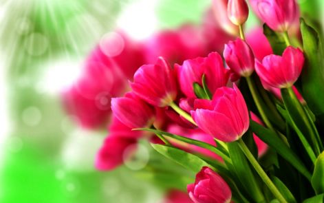 tulips-flowers-33698295-1920-1200.jpg